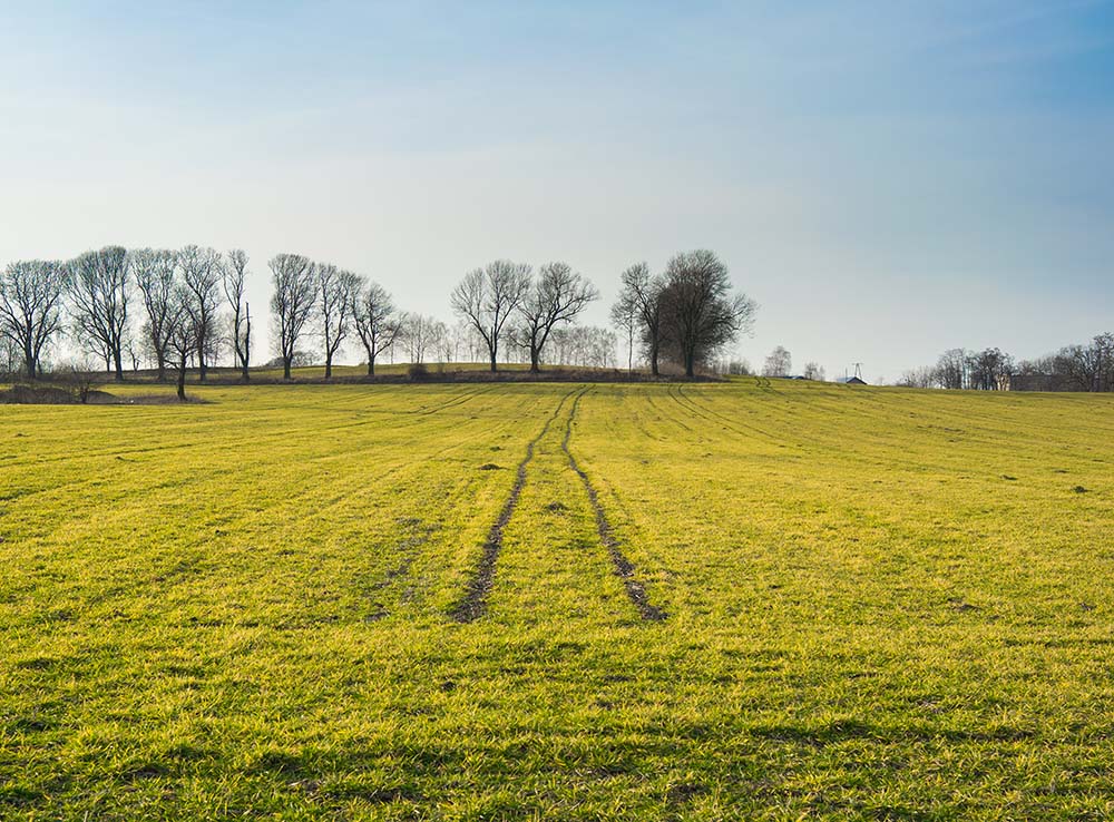 sunny-day-field